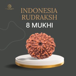 8 Mukhi Indonesia Rudraksha – Original & Certified Ashtmukhi Bead